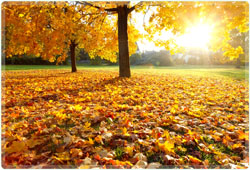 Tree Service, Tree Planting, Tree Removal, Landscaping, Trimming