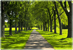 Tree Service, Tree Planting, Tree Removal, Landscaping, Trimming